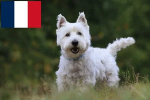 Přečtete si více ze článku Chovatelé westíků a štěňata ve Francii