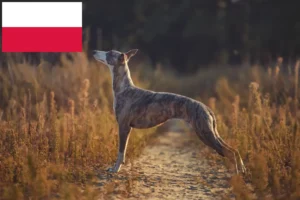 Přečtete si více ze článku Chovatelé vipetů a štěňat v Polsku