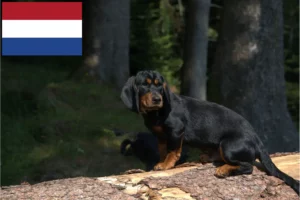 Přečtete si více ze článku Chovatelé alpských jezevčíků a štěňata v Nizozemsku