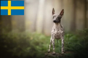 Přečtete si více ze článku Chovatelé amerických bezsrstých teriérů a štěňat ve Švédsku