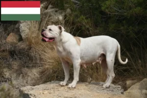Přečtete si více ze článku Chovatelé amerických buldoků a štěňata v Maďarsku