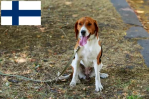 Přečtete si více ze článku Chovatelé amerických foxhoundů a štěňata ve Finsku