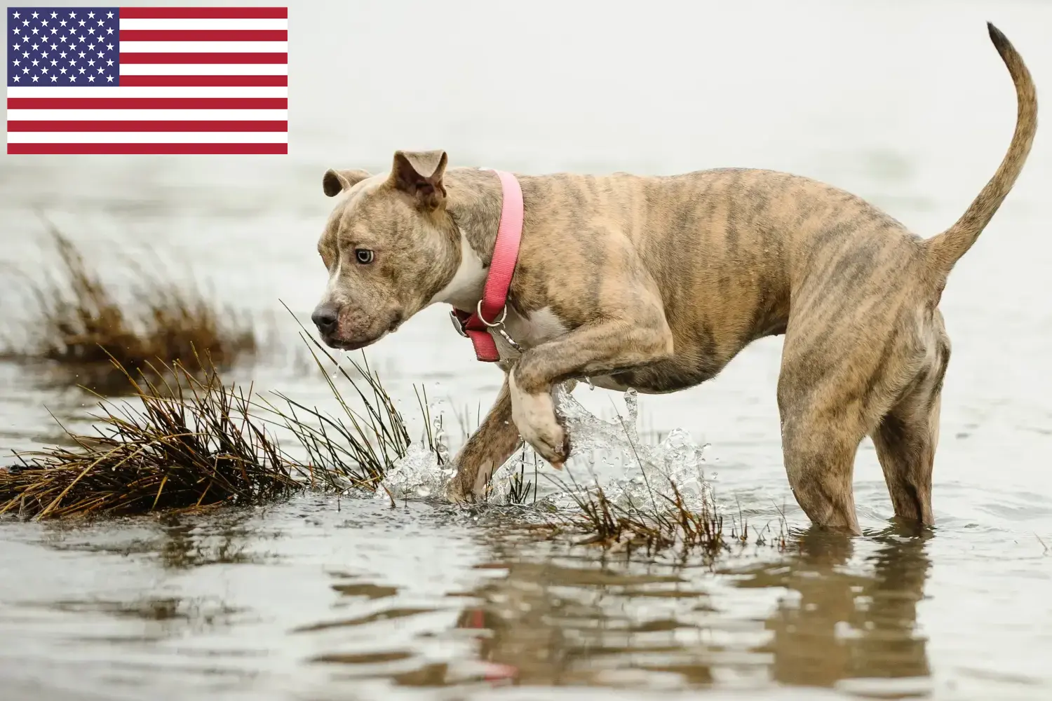 Přečtete si více ze článku Chovatelé amerických pitbulteriérů a štěňat v USA