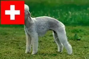 Přečtete si více ze článku Chovatelé bedlington teriérů a štěňat ve Švýcarsku