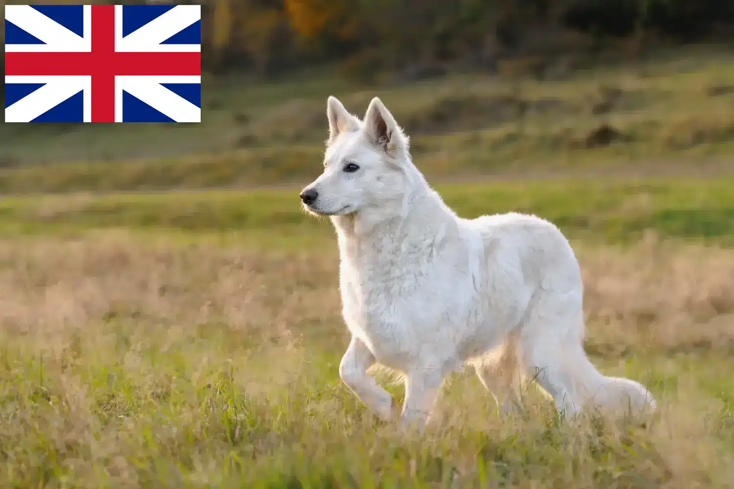 Přečtete si více ze článku Chovatelé bílých švýcarských ovčáků a štěňat ve Velké Británii