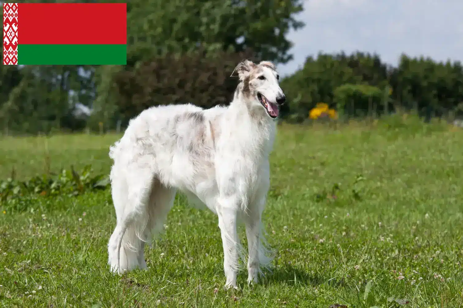 Přečtete si více ze článku Chovatelé borzojů a štěňat v Bělorusku