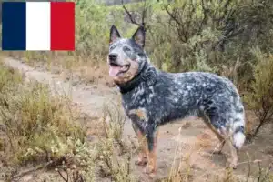 Přečtete si více ze článku Chovatelé australských honáckých psů a štěňat ve Francii