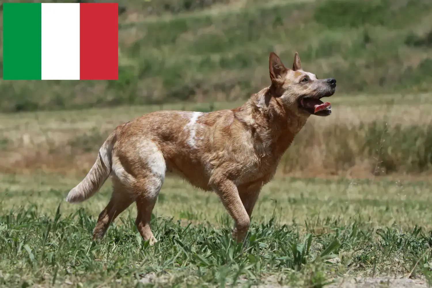 Přečtete si více ze článku Chovatelé australských honáckých psů a štěňat v Itálii