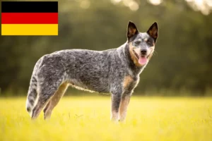 Přečtete si více ze článku Chovatelé australských honáckých psů a štěňat v Německu