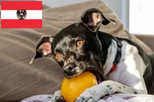 Přečtete si více ze článku Chovatelé brazilských teriérů a štěňat v Rakousku