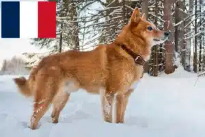 Přečtete si více ze článku Chovatelé finských špiců a štěňat ve Francii