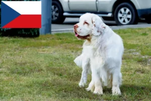 Přečtete si více ze článku Chovatelé clumber španělů a štěňat v České republice