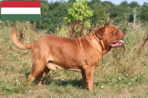 Přečtete si více ze článku Chovatelé a štěňata Dogue de Bordeaux v Maďarsku