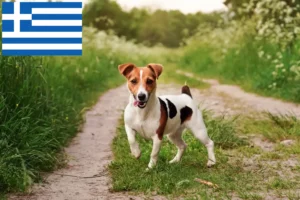 Přečtete si více ze článku Chovatelé Jack Russellů a štěňat v Řecku