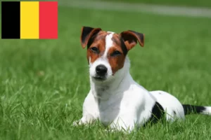 Přečtete si více ze článku Chovatelé Jack Russellů a štěňat v Belgii