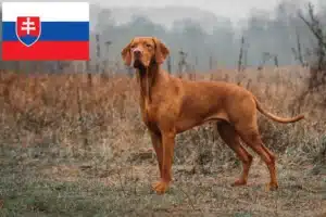 Přečtete si více ze článku Chovatelé magyar vizsla a štěňata na Slovensku