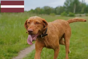 Přečtete si více ze článku Chovatelé magyar vizsla a štěňata v Lotyšsku