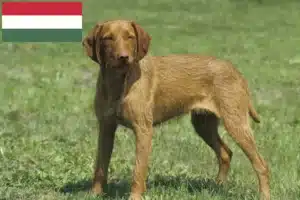 Přečtete si více ze článku Chovatelé magyar vizsla a štěňata v Maďarsku