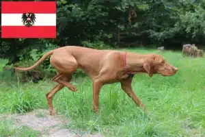 Přečtete si více ze článku Chovatelé magyar vizsla a štěňata v Rakousku