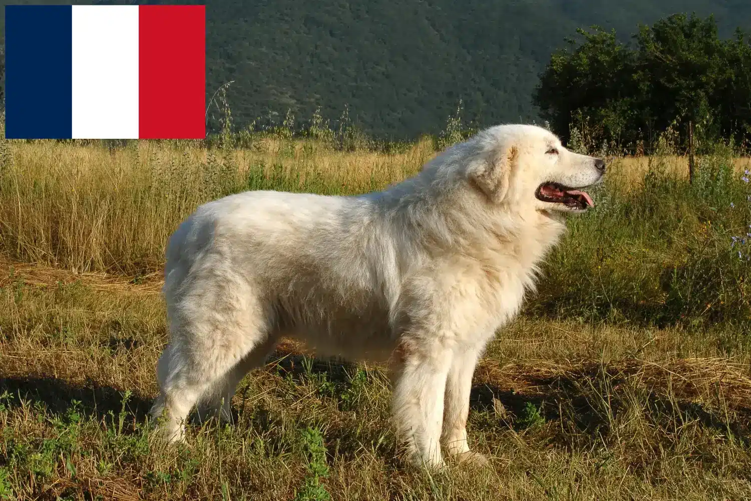 Přečtete si více ze článku Chovatelé a štěňata ovčáckých psů plemene Maremma Abruzzo ve Francii