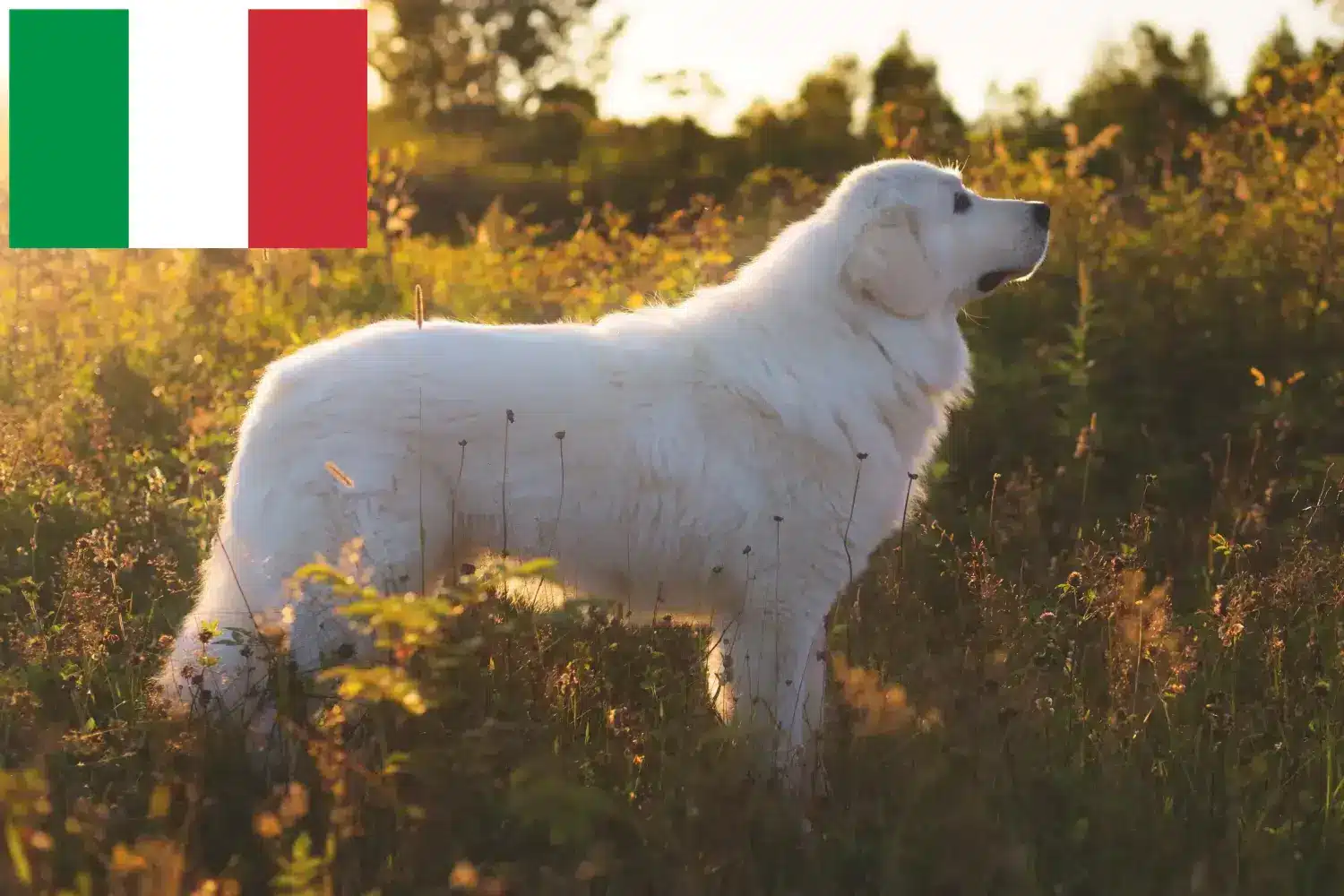 Přečtete si více ze článku Chovatelé ovčáků Maremma Abruzzo a štěňata v Itálii