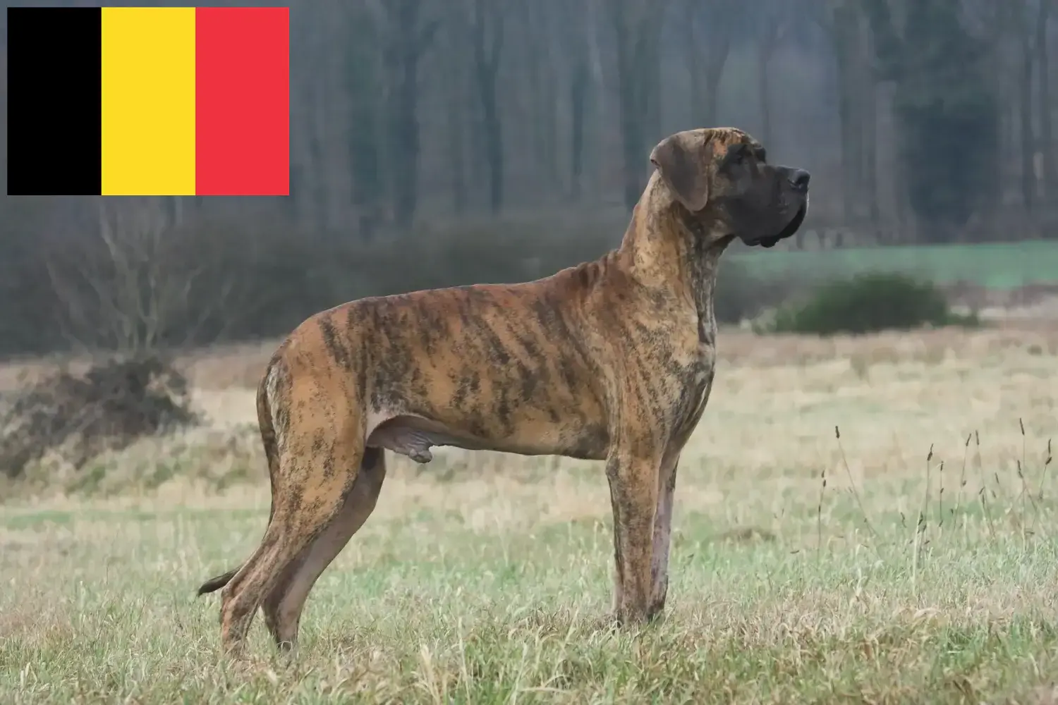 Přečtete si více ze článku Chovatelé německých dog a štěňat v Belgii