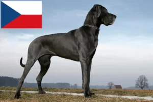 Přečtete si více ze článku Chovatelé německých dog a štěňat v České republice