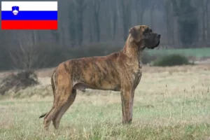 Přečtete si více ze článku Chovatelé německých dog a štěňat ve Slovinsku