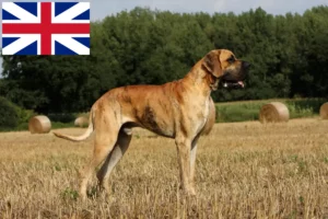 Přečtete si více ze článku Chovatelé německých dog a štěňat ve Velké Británii