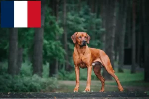 Přečtete si více ze článku Chovatelé rhodéských ridgebacků a štěňat ve Francii