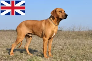 Přečtete si více ze článku Chovatelé rhodéských ridgebacků a štěňat ve Velké Británii