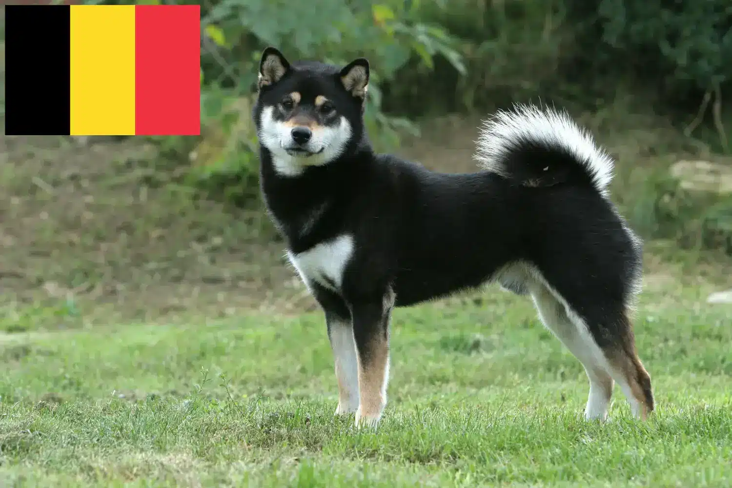 Přečtete si více ze článku Chovatelé shiba a štěňata v Belgii