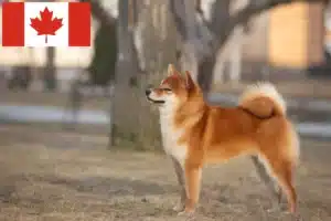 Přečtete si více ze článku Chovatelé shiba a štěňata v Kanadě