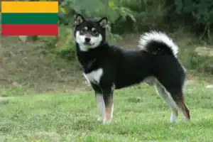 Přečtete si více ze článku Chovatelé shiba a štěňata v Litvě