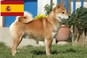 Přečtete si více ze článku Chovatelé shiba a štěňata ve Španělsku