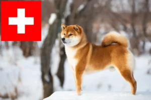 Přečtete si více ze článku Chovatelé shiba a štěňata ve Švýcarsku