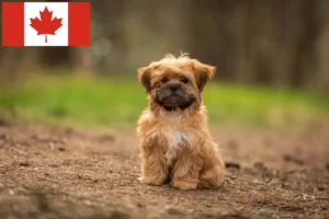 Přečtete si více ze článku Chovatelé shorkie a štěňata v Kanadě