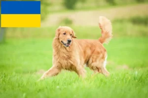 Přečtete si více ze článku Chovatelé zlatých retrívrů a štěňat na Ukrajině