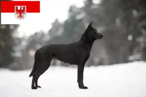 Přečtete si více ze článku Chovatelé australských kelpií a štěňat v Brandenburgu