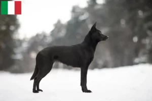 Přečtete si více ze článku Chovatelé australských kelpií a štěňat v Itálii