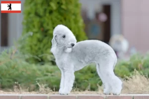 Přečtete si více ze článku Chovatelé bedlington teriérů a štěňat v Berlíně