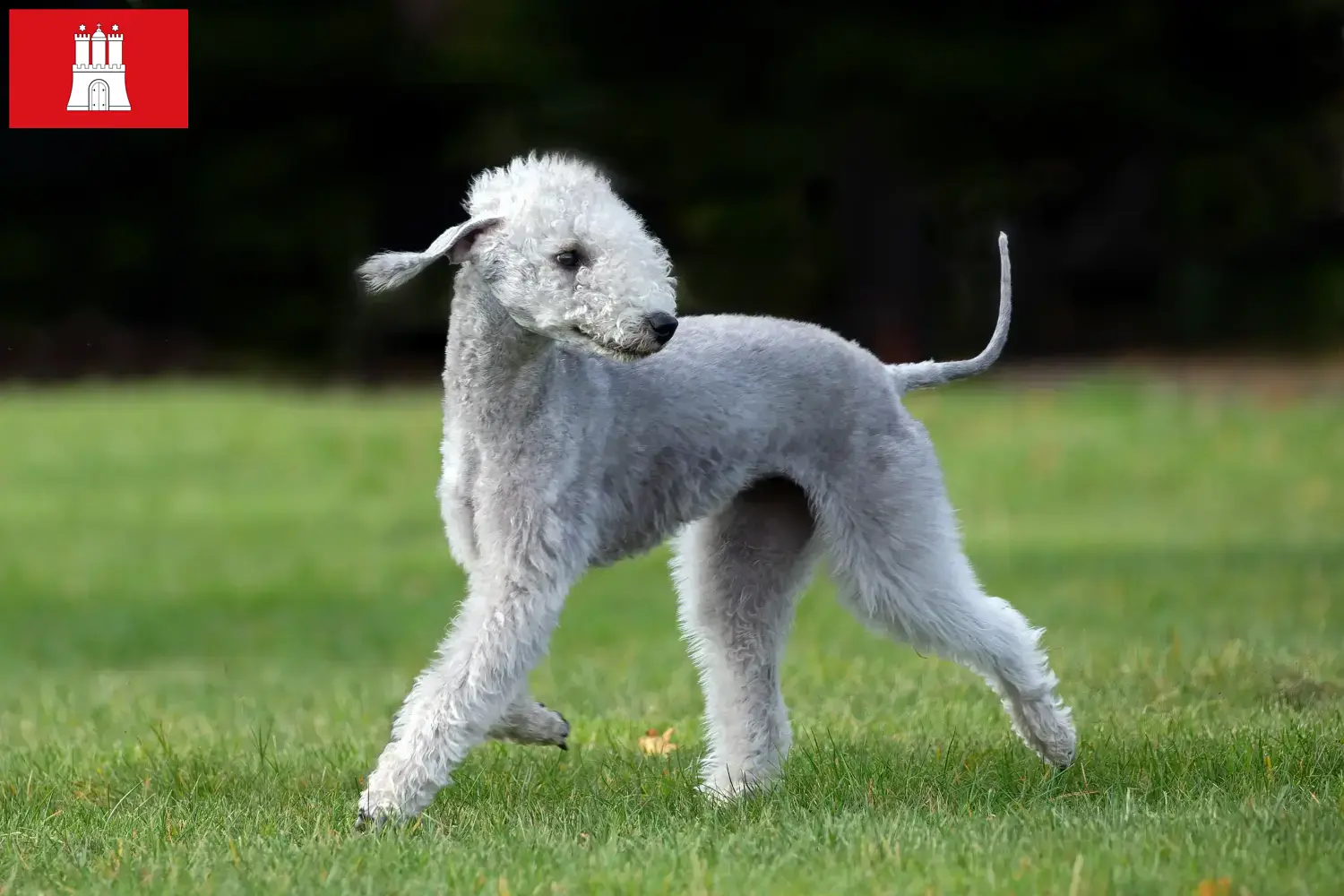 Přečtete si více ze článku Chovatelé bedlington teriérů a štěňat v Hamburku