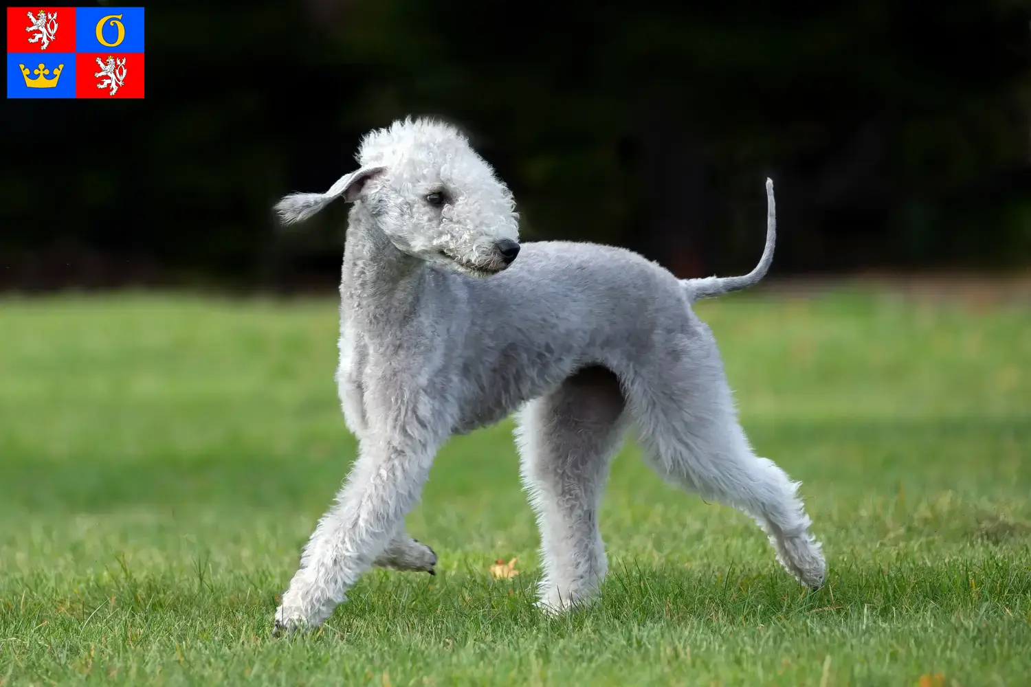 Přečtete si více ze článku Chovatelé bedlington teriérů a štěňat v Hradci Králové