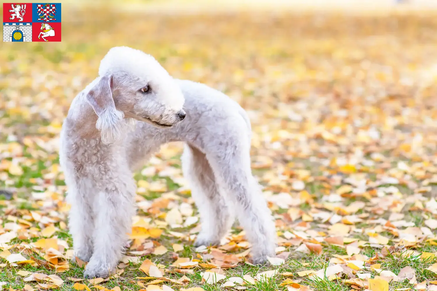 Přečtete si více ze článku Chovatelé bedlington teriérů a štěňat v Pardubicích