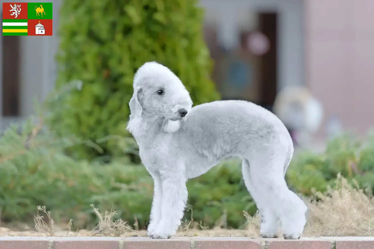 Přečtete si více ze článku Chovatelé bedlington teriérů a štěňat v Plzni