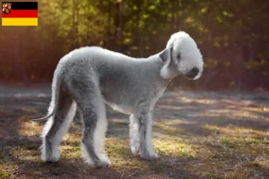 Přečtete si více ze článku Chovatelé bedlington teriérů a štěňat v Porýní-Falci