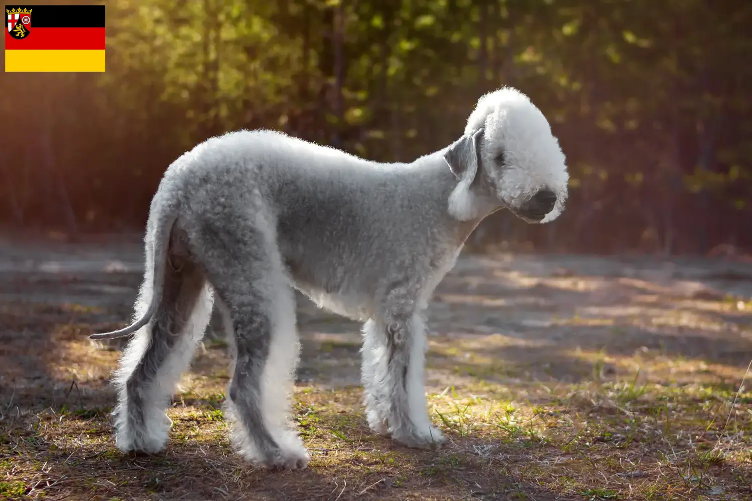 Přečtete si více ze článku Chovatelé bedlington teriérů a štěňat v Porýní-Falci