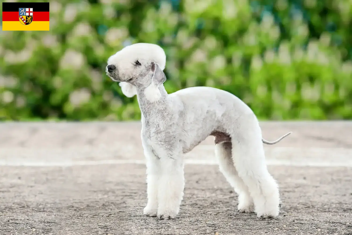 Přečtete si více ze článku Chovatelé bedlington teriérů a štěňat v Sársku