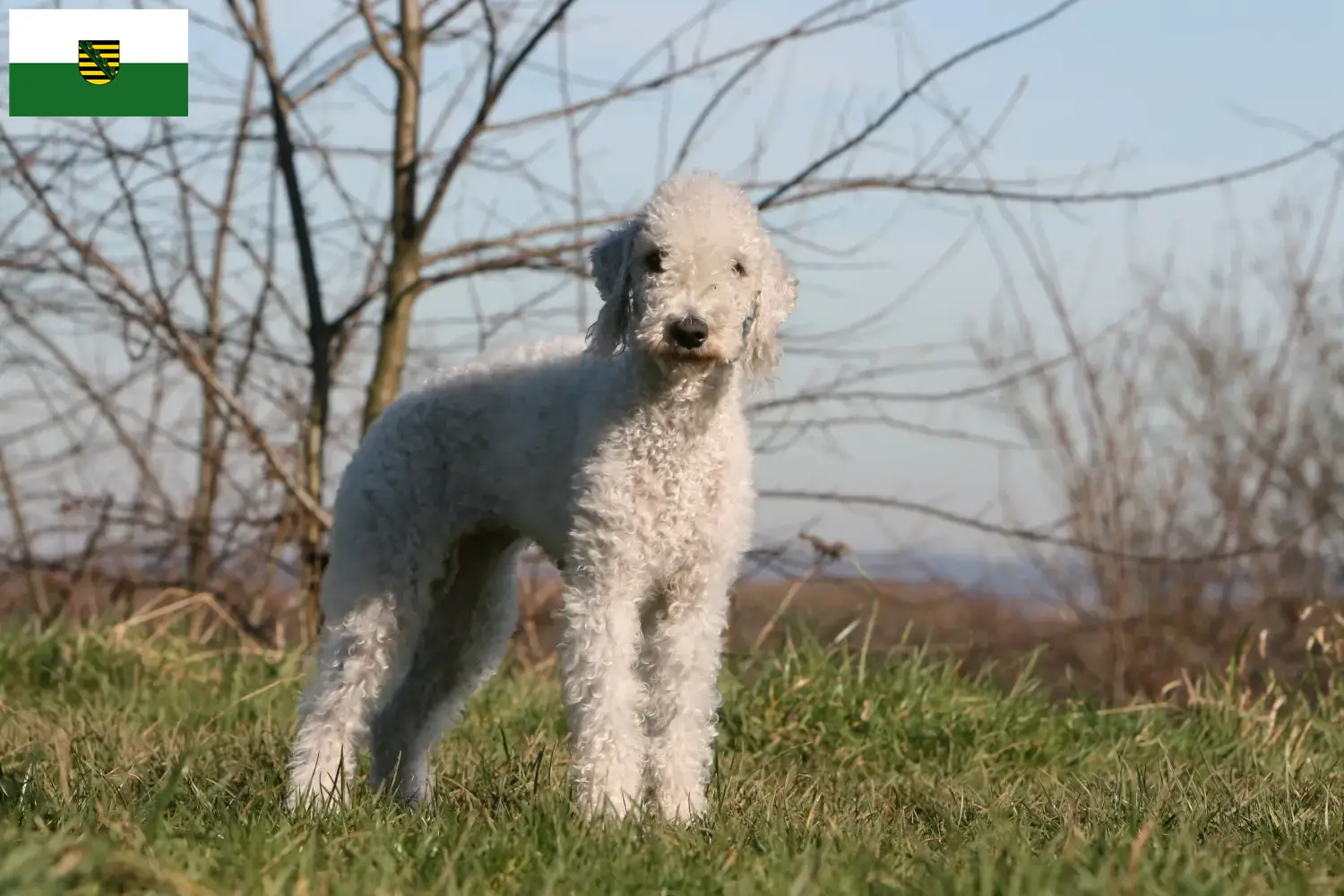 Přečtete si více ze článku Chovatelé bedlington teriérů a štěňat v Sasku