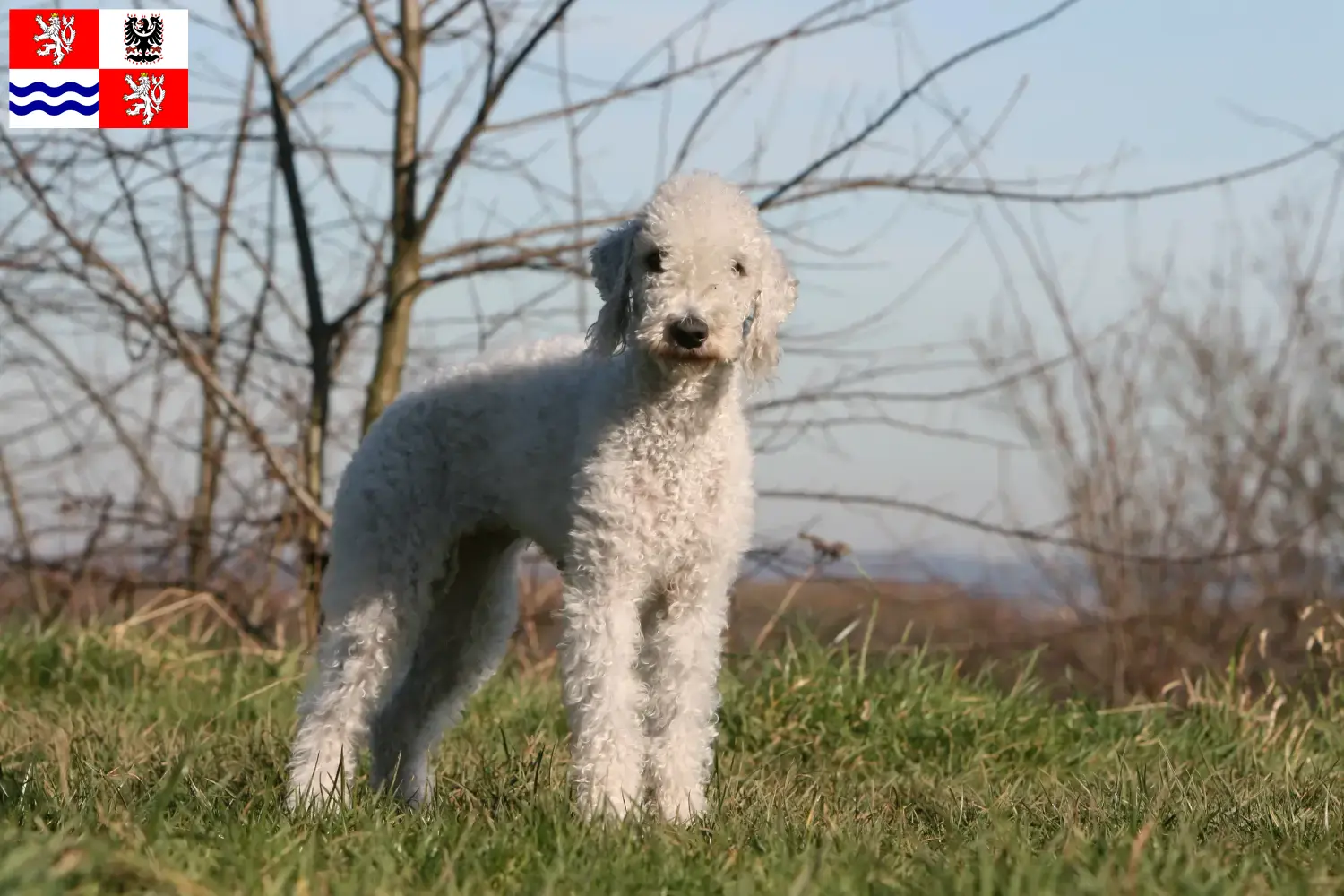 Přečtete si více ze článku Chovatelé bedlington teriérů a štěňat ve Středočeském kraji